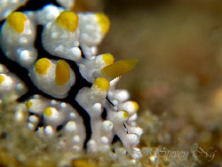 Single horn nudi bulldozing away.....canon G9, Inon twin ... by Ng Steven 